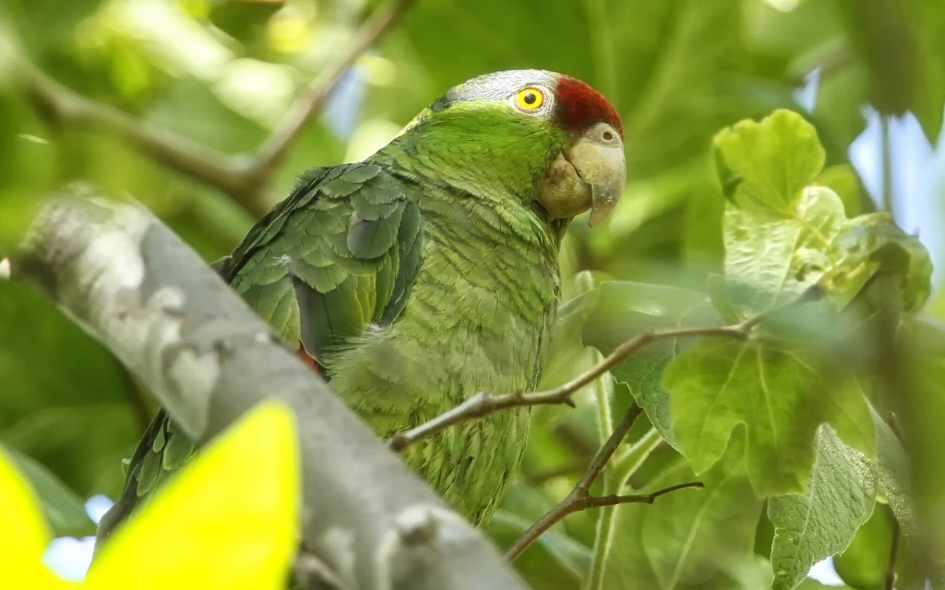 pappagallo natura della fauna selvatica uccello animale tropicale all aperto foglia selvaggio piccolo ala albero verde pappagallo pappagallo esotico