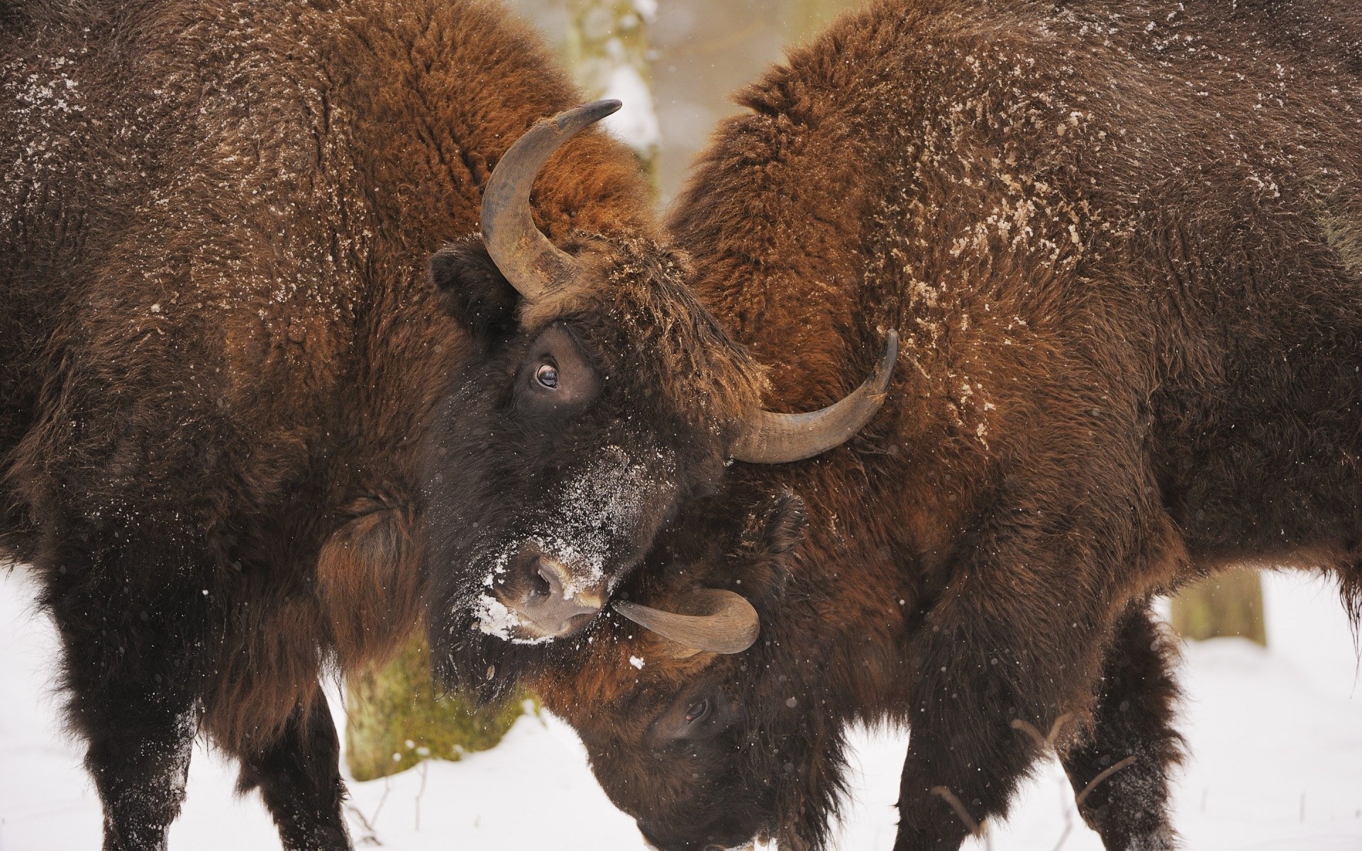 animals mammal wildlife animal fur nature outdoors bison