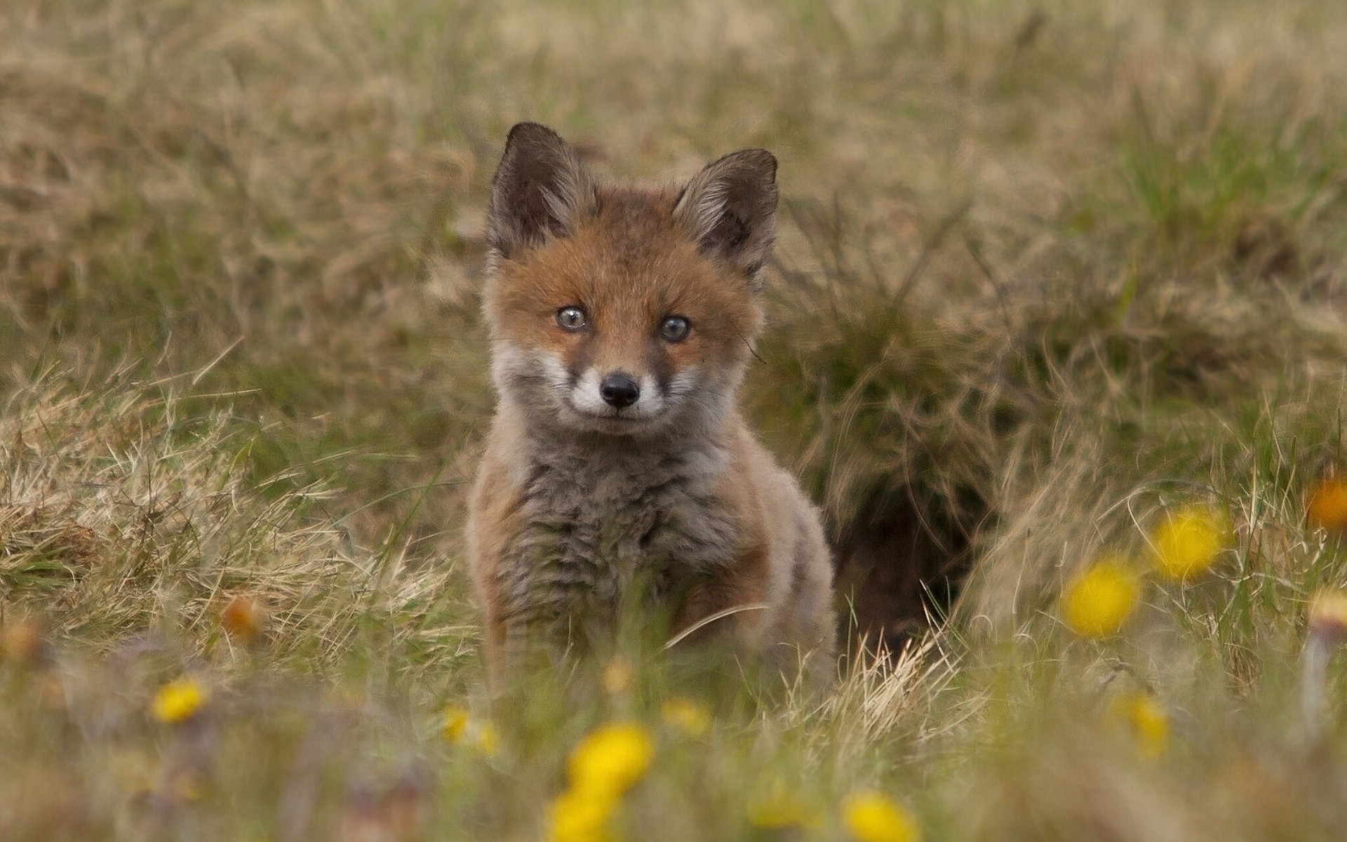 animales mamífero vida silvestre naturaleza zorro hierba animal al aire libre salvaje lindo perro pequeño lobo