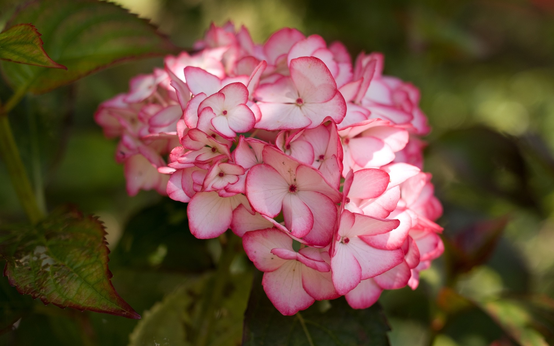 kwiaty kwiat natura flora ogród liść kwiatowy kolor bluming płatek róża zbliżenie lato piękny krzew sezon drzewo park oddział jasny hortensja kwitnie hortensja kwiat różowy hortensja