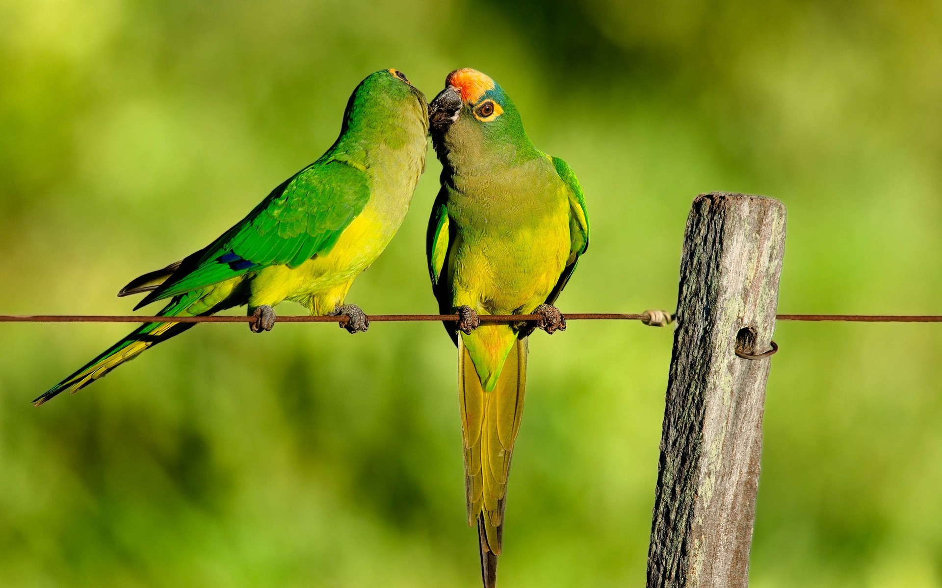 loro pájaro vida silvestre naturaleza pico ala aviador animal tropical salvaje