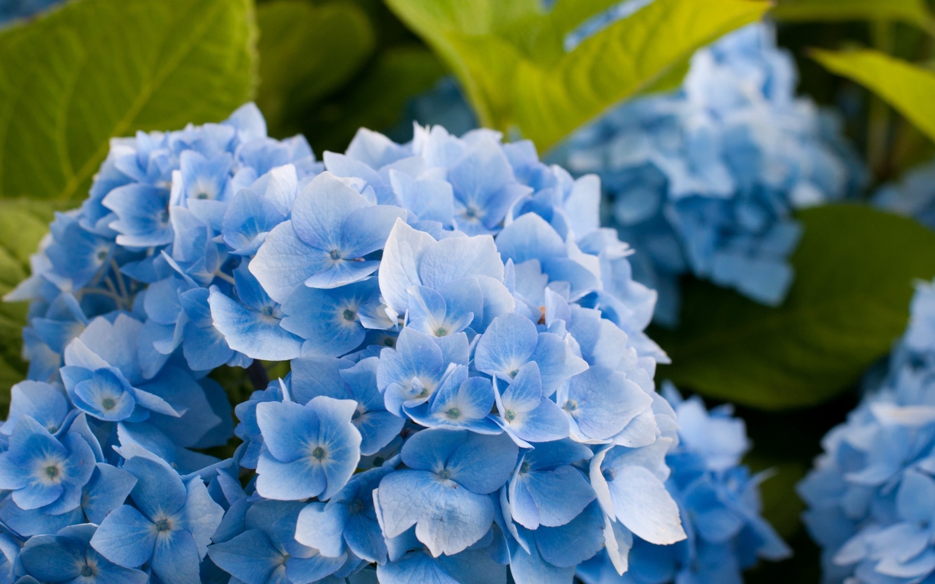 fleurs nature feuille fleur flore jardin été hortensia floral pétale bluming gros plan couleur saison lumineux à l extérieur fleurs d hortensia fleur d hortensia hortensia bleu