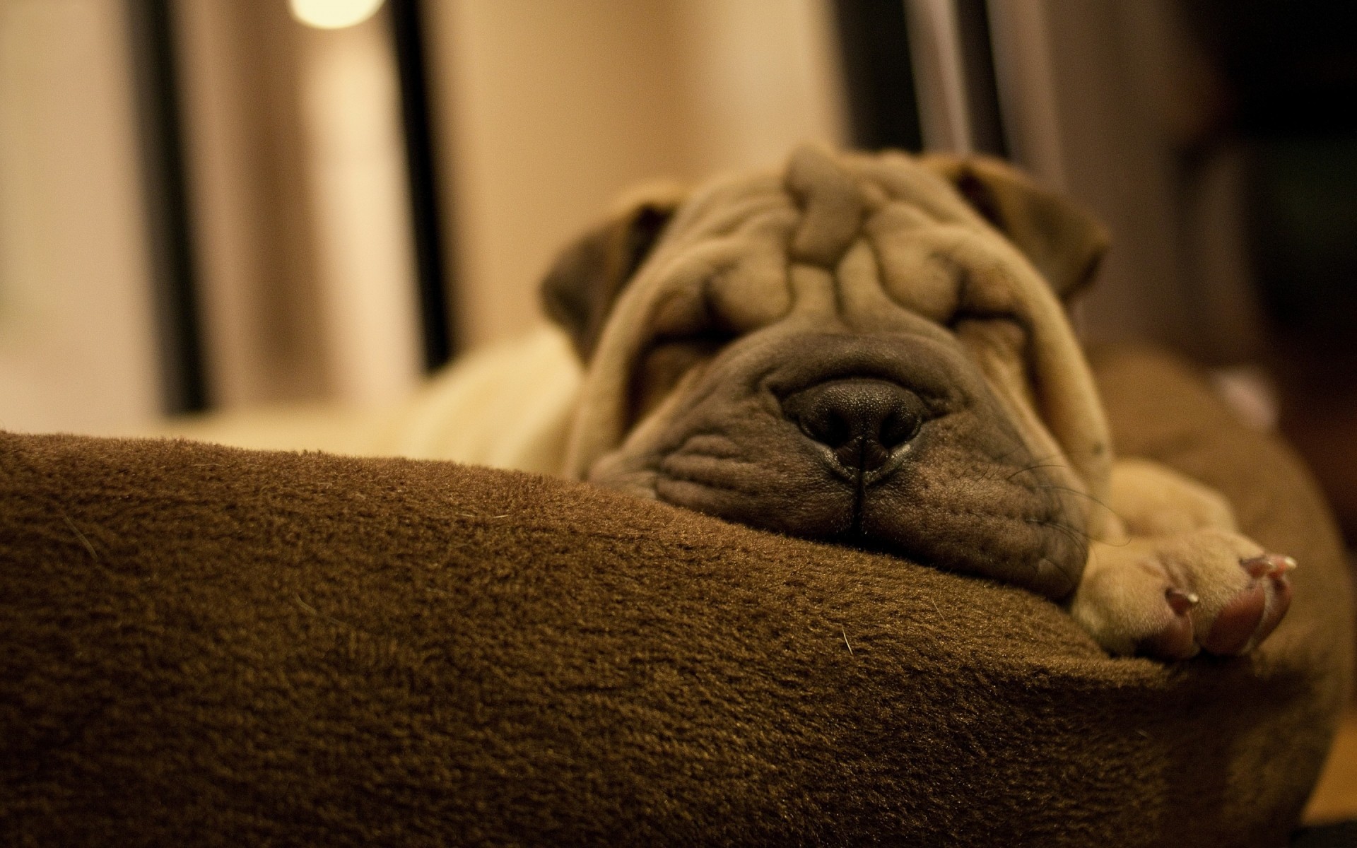 chien chien sommeil à l intérieur portrait meubles famille lit