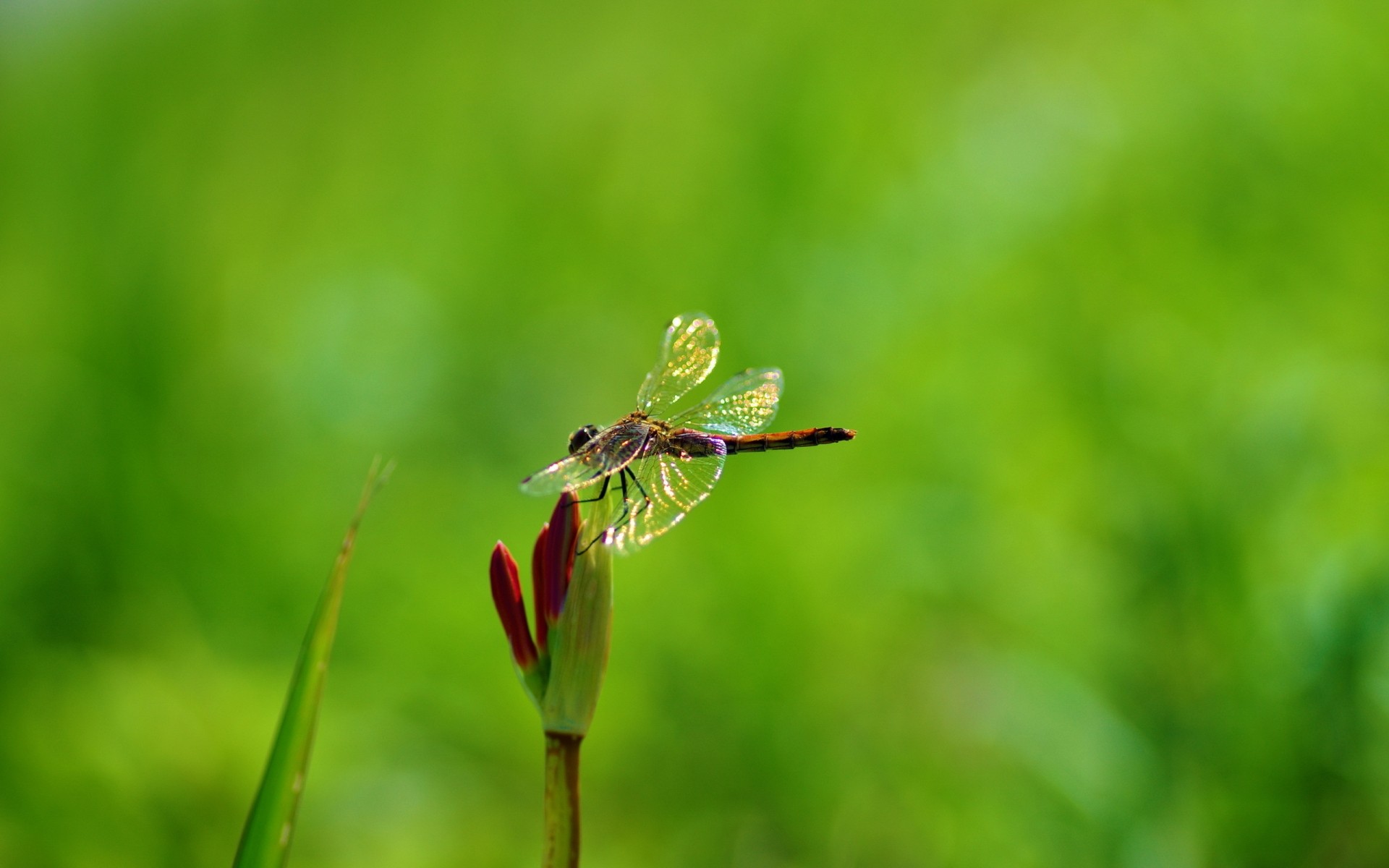 insetti natura foglia erba all aperto estate sfocatura insetto piccolo flora fauna selvatica libellula pianta fiore