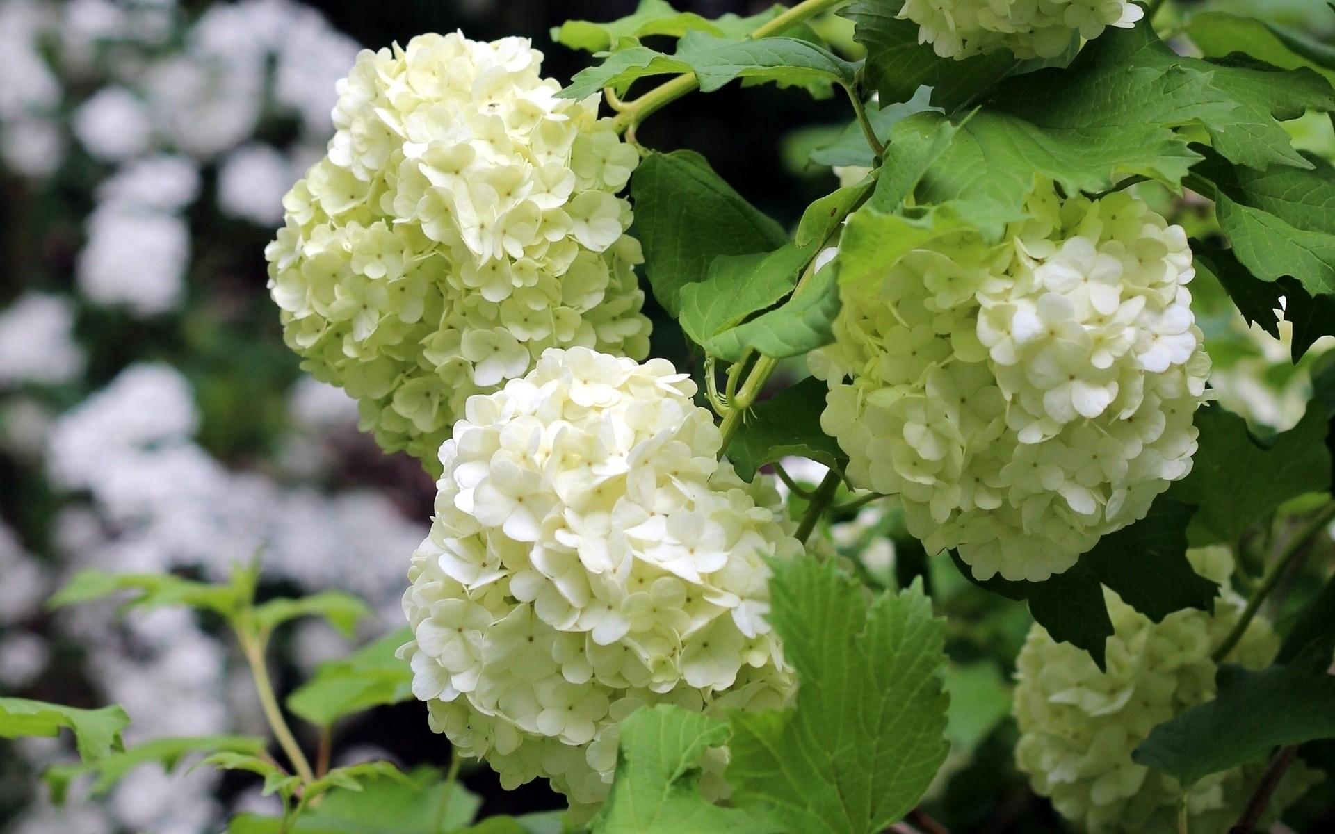 flowers nature leaf flora garden summer flower season close-up floral growth outdoors color bright field branch freshness blooming shrub hydrangea blossoms white flower