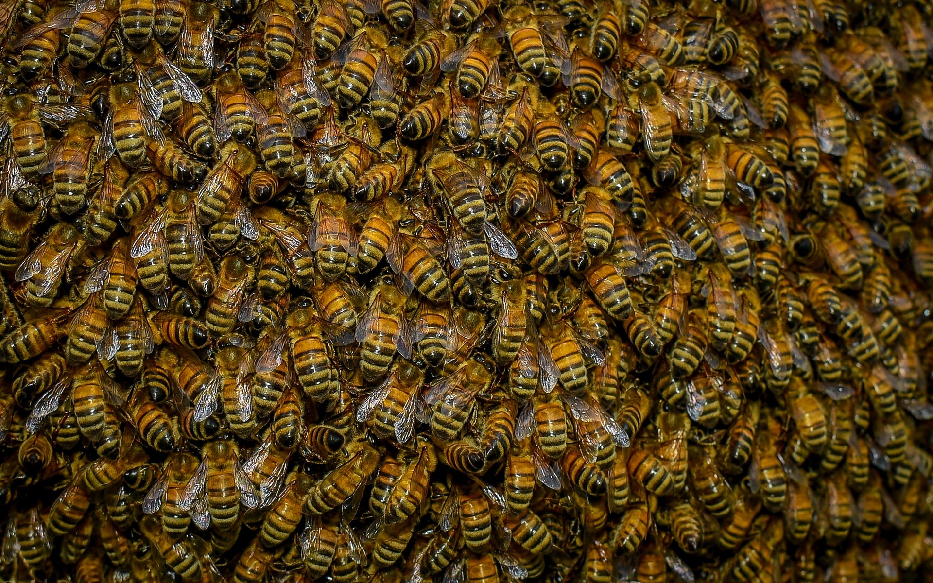 böcekler kovan arı balmumu bal petek balmumu arı kovanı arıcılık arılar böcek altıgen cep telefonu akış polen çalışkan tarak tozlaşma yaban arısı yuva larva