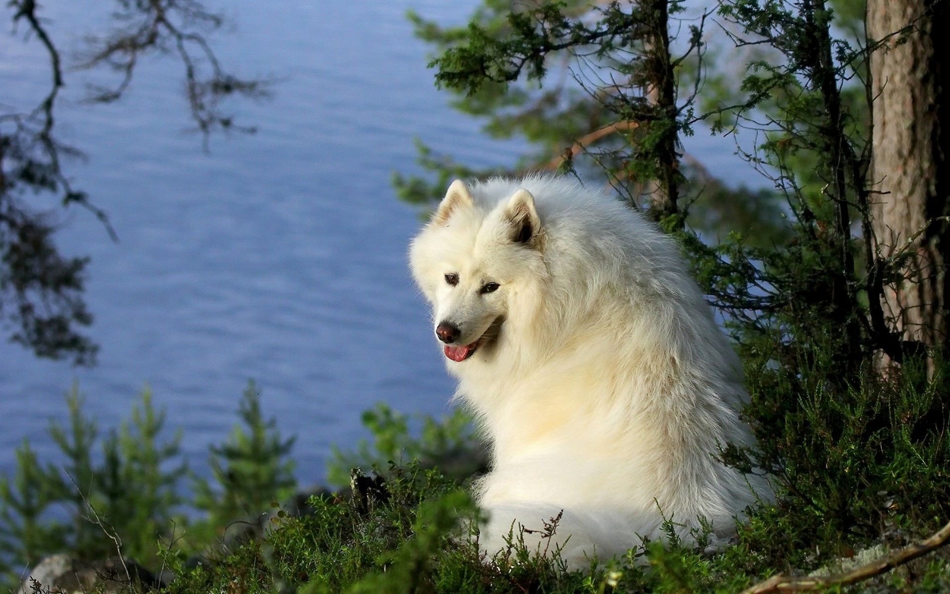 cães natureza mamífero ao ar livre vida selvagem