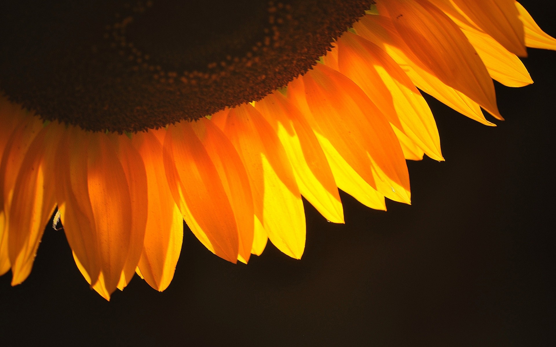 fiori fiore natura colore luminoso girasole