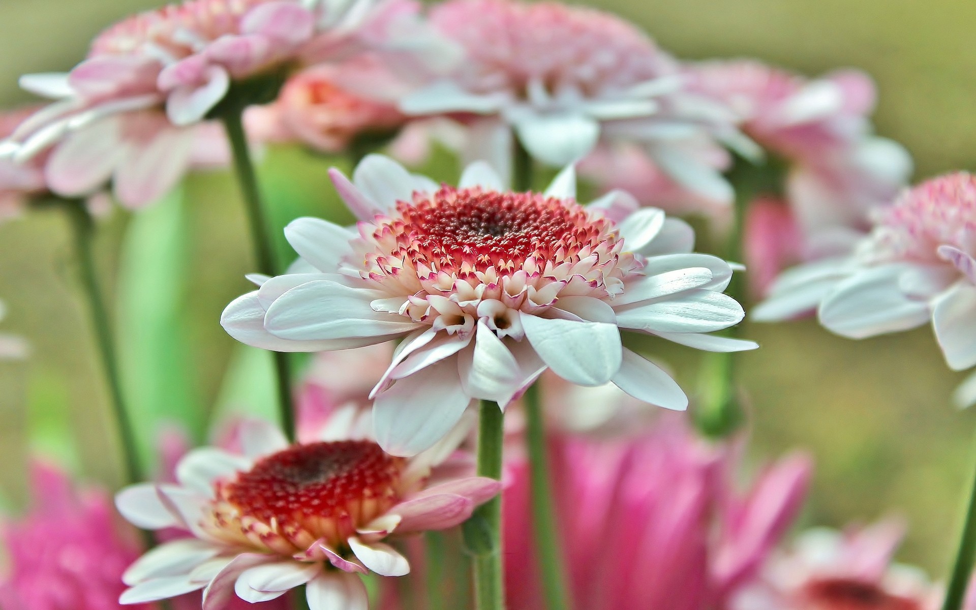 fleurs fleur nature flore été floral pétale feuille jardin belle gros plan bluming lumineux bouquet couleur saison cadeau gerbera rose gerbera daisy pétales