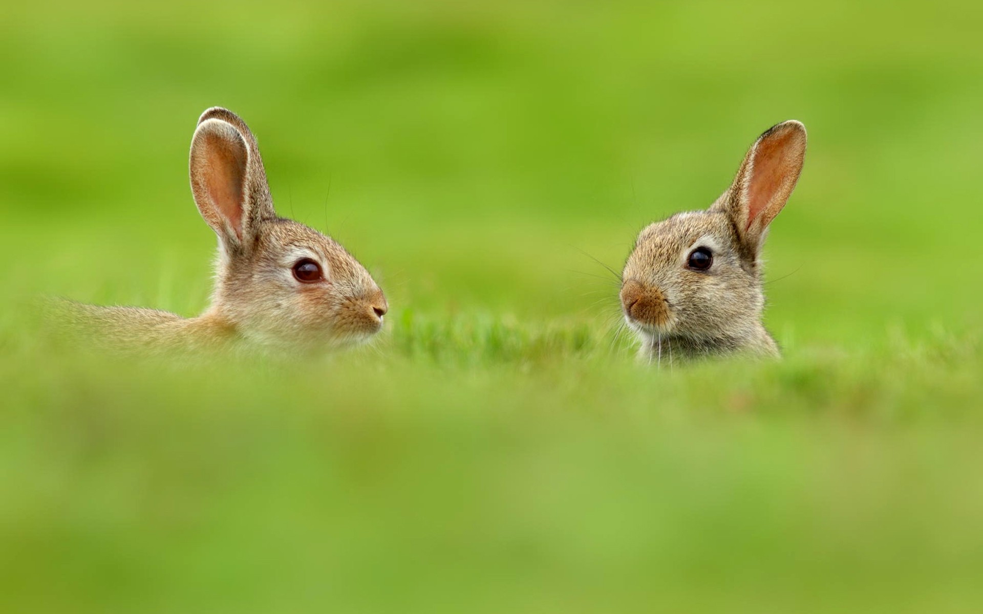 animali coniglio coniglietto carino erba piccolo natura lanugine roditore pasqua animale adorabile pelliccia mammifero sedersi giovane fieno vista