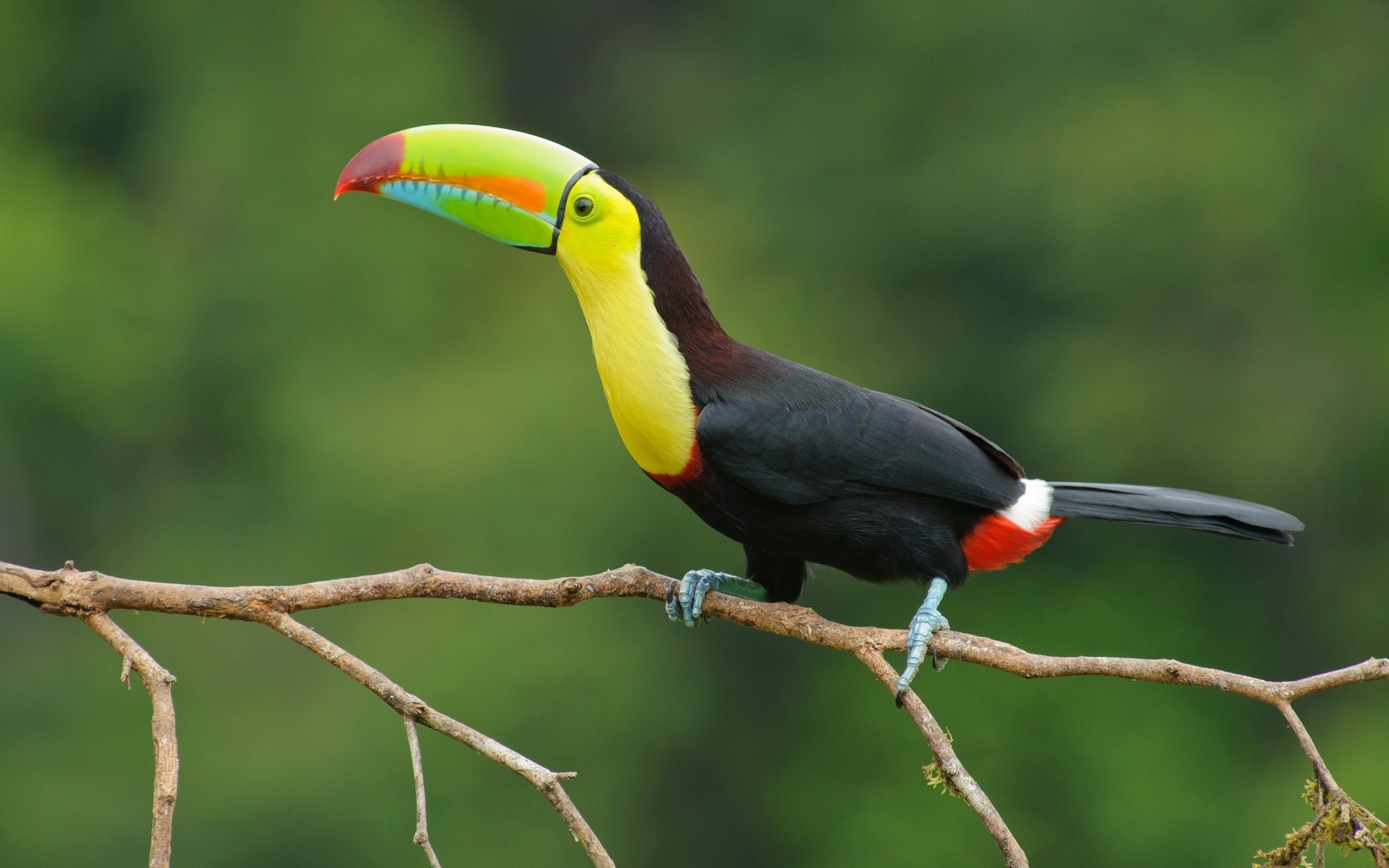 kuşlar kuş yaban hayatı açık havada doğa toucan