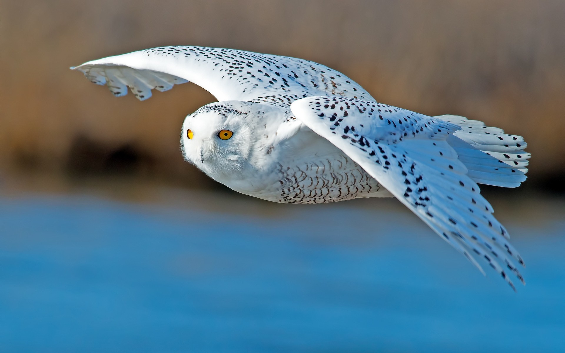 hibou oiseau faune nature animal hibou blanc