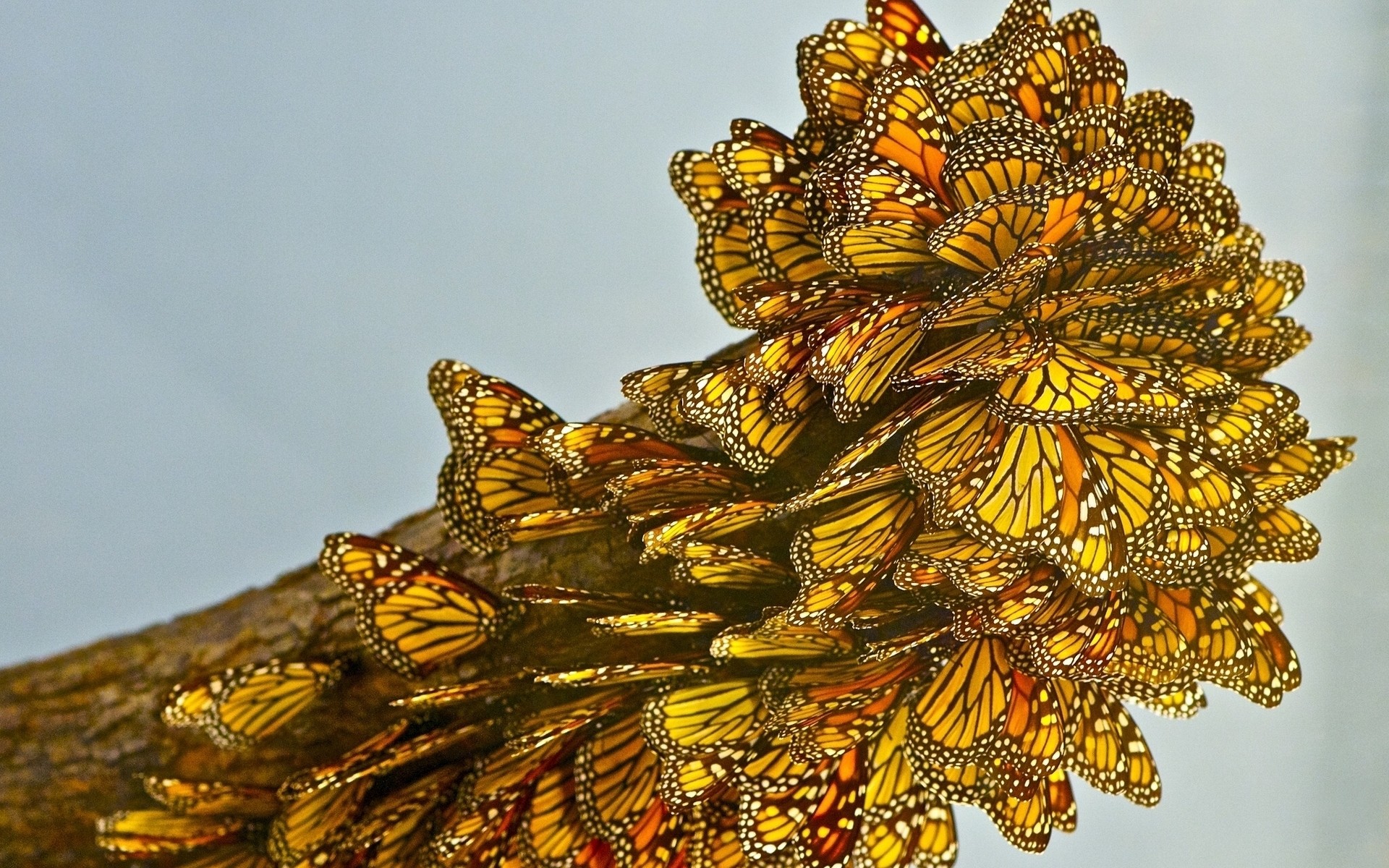 insekten im freien natur tageslicht farbe desktop schmetterling