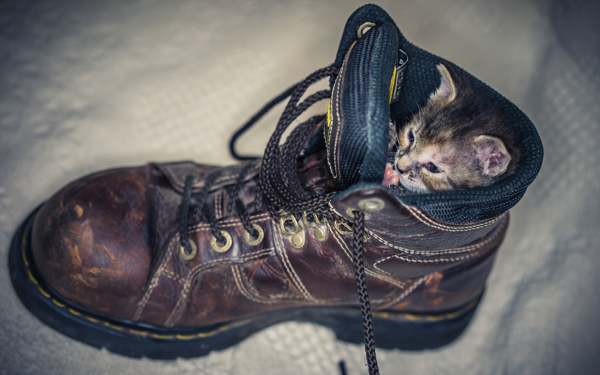 chats chaussures porter pieds cuir unique mode chaton chaussure kitty