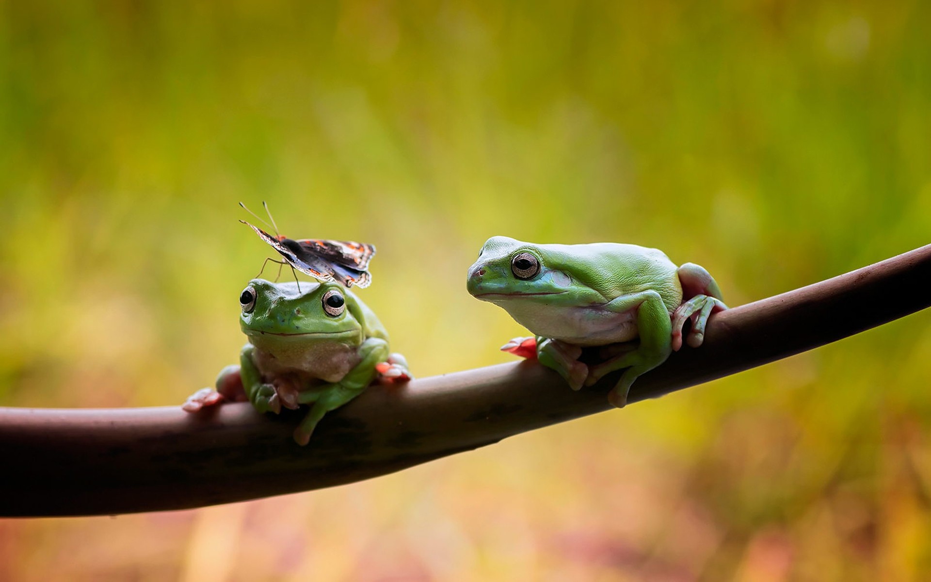 zwierzęta żaba płazów przyrody natura liść zwierzę na zewnątrz gadzina informacje hyla deszcz las deszczowy tropikalny drzewo oko ciekawość drewno widok żaba oddział motyl