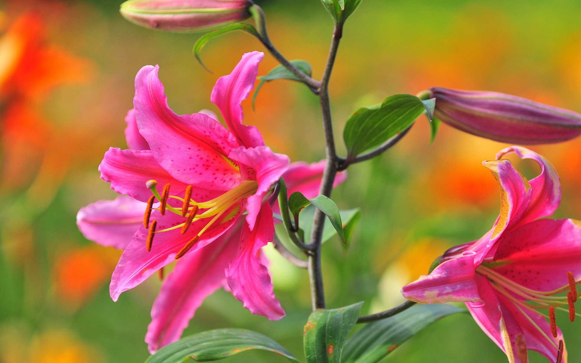 kwiaty natura kwiat lato liść żywy flora na zewnątrz ogród tropikalny wzrost kolor kwiatowy lily płatek dobra pogoda pąki kwiatowe różowy kwiat