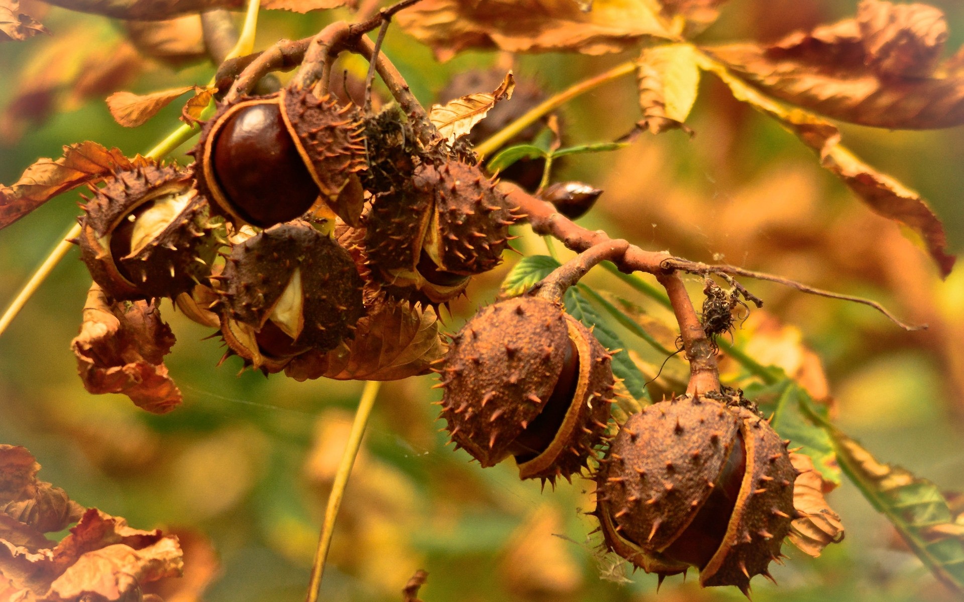 plants nature fruit fall leaf season flora food tree close-up branch nut color outdoors desktop garden confection chestnut