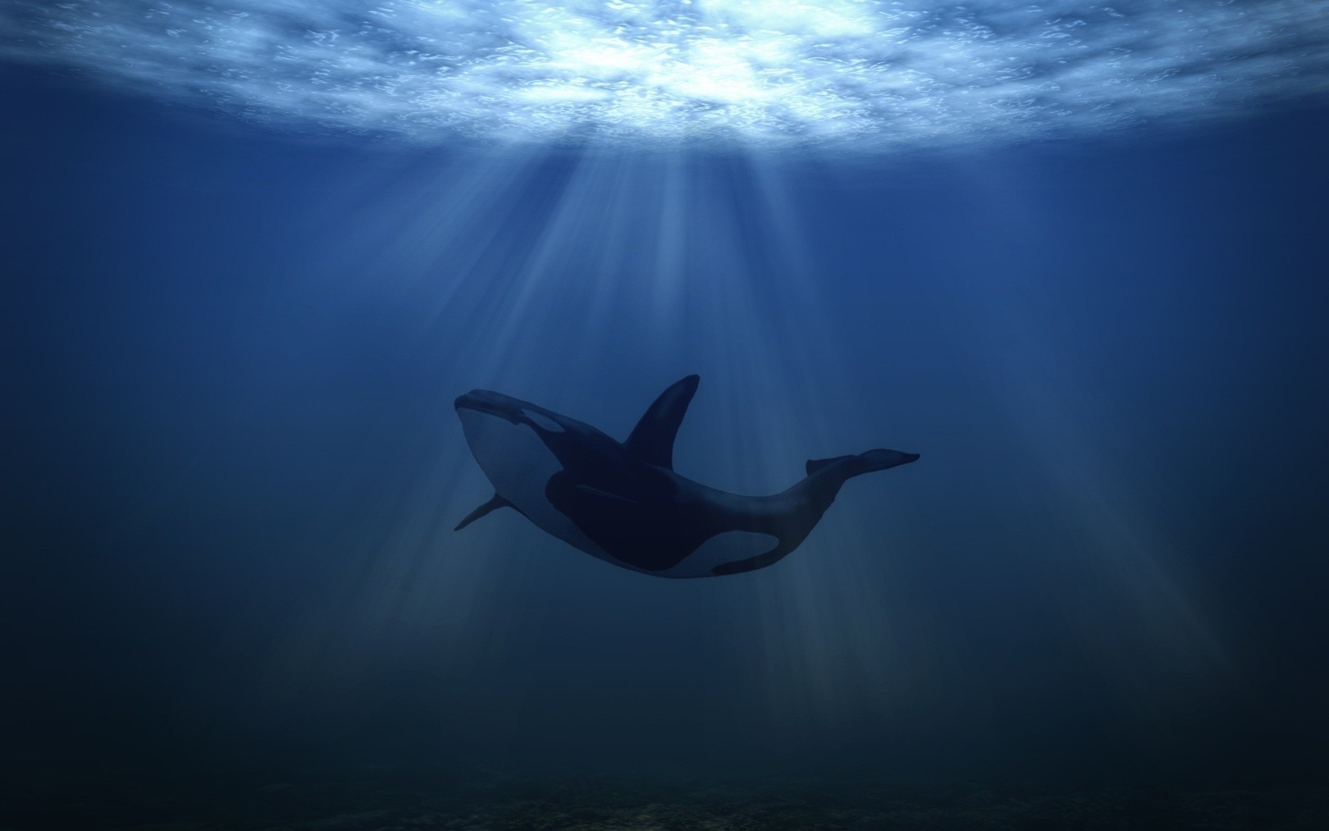 animales marinos océano agua submarino mar peces natación ballena