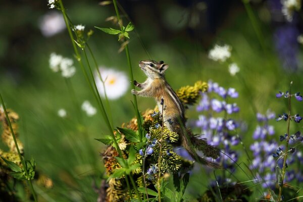 Animals in nature in a natural environment