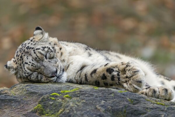 Ein Tiger, der auf einem Stein eingeschlafen ist