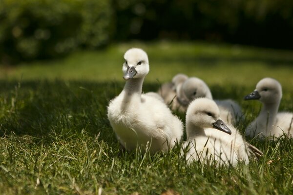 Patitos blancos en la hierba verde