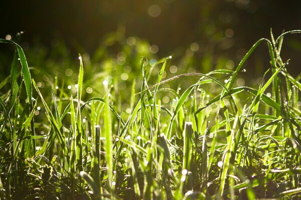 Rugiada mattutina sull erba verde