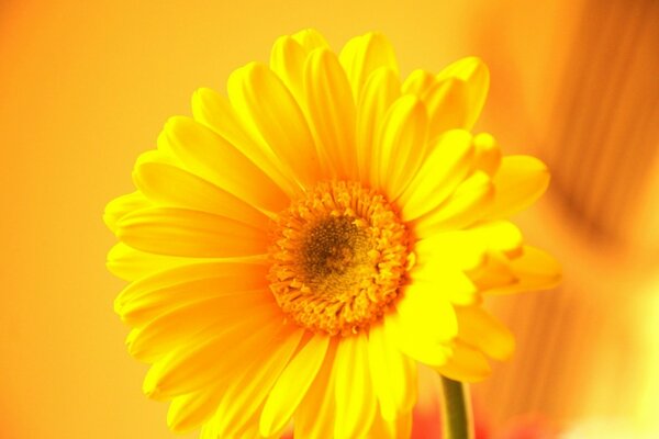 The yellow flower and the shadow of the sun are yellow