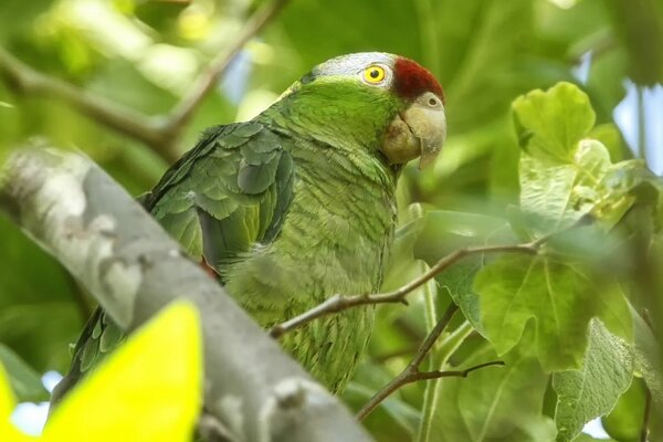 Green beautiful parrot on a tree