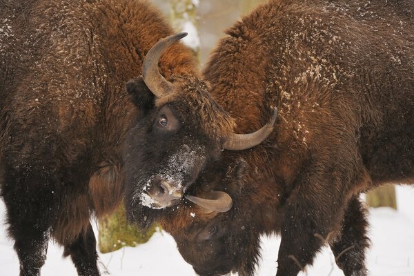 Duell der Bisons im Schnee