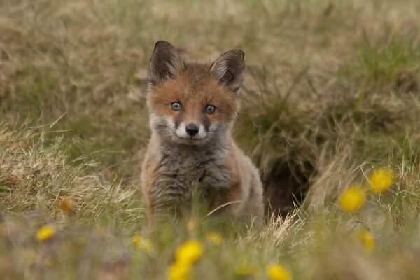 A fox peeking out from behind the grass into the camera