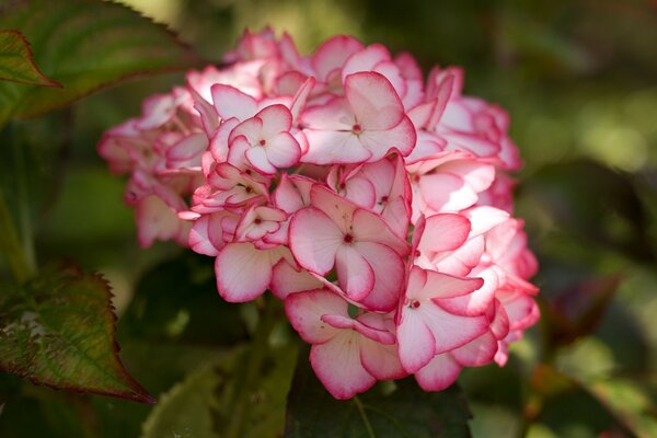 Garden flower on the desktop