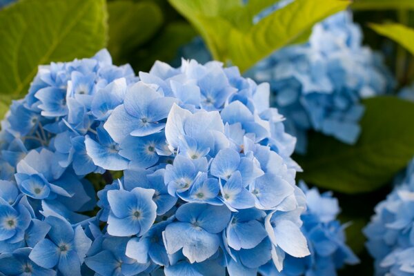 Blaue Blumen sind Symbole der Schönheit