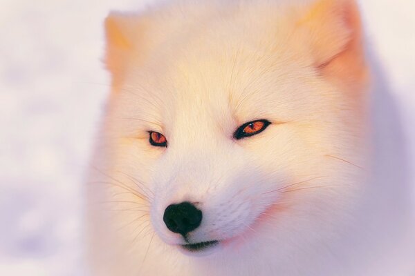 Animale bianco simile a una volpe o un cane