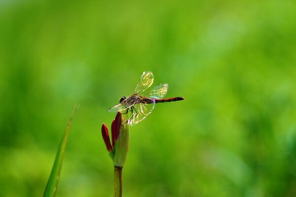 Libélula se sienta en una flor