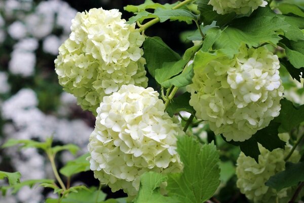 White flowers in the garden