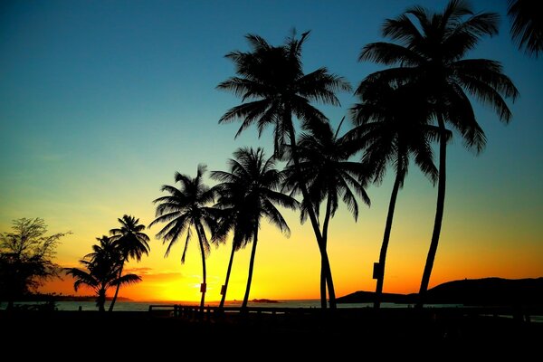 Plusieurs palmiers le long du rivage au coucher du soleil