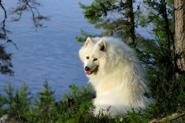 Lika feeding wildlife dogs in nature outdoors