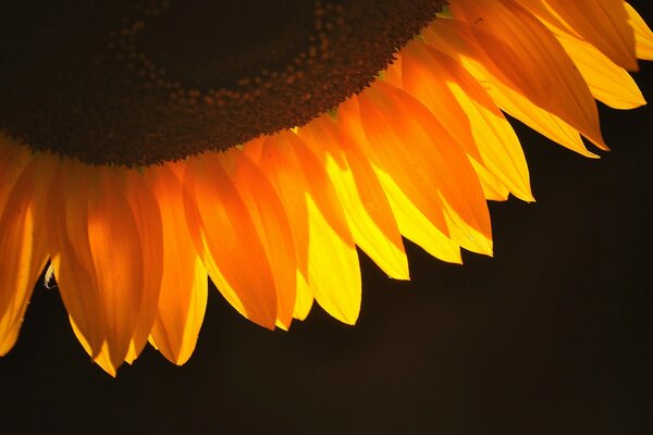 Sunflower flower petals near