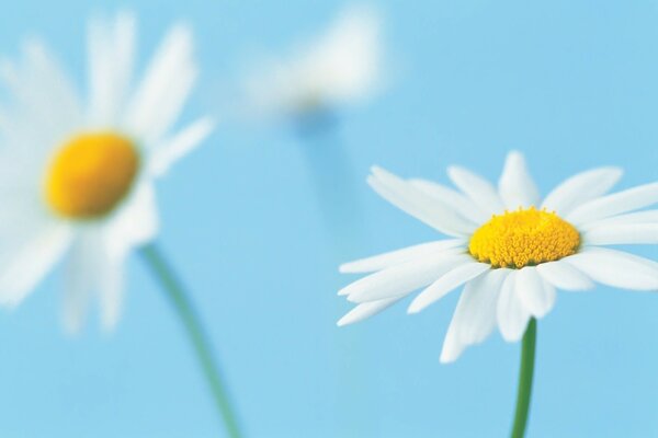 Weiße Gänseblümchen am blauen Himmel