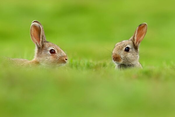 Lièvre mignon dans l herbe sur le terrain