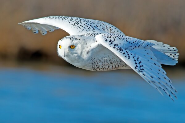 Búho blanco en la naturaleza