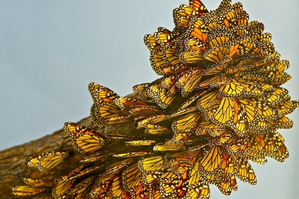 Naturaleza al aire libre, luz del día insectos