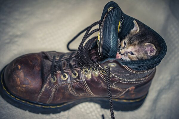 Katzen infizieren sich gerne in Kisten, Schuhen und anderen Dingen