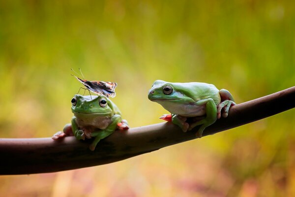 Das Leben der Frosch-Tierwelt