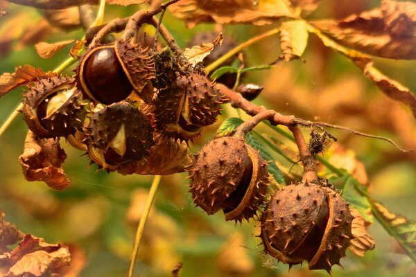 Chestnuts on the background of autumn leaves