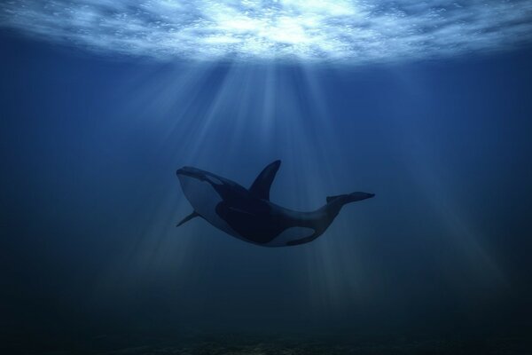 海洋动物在海洋深处游泳