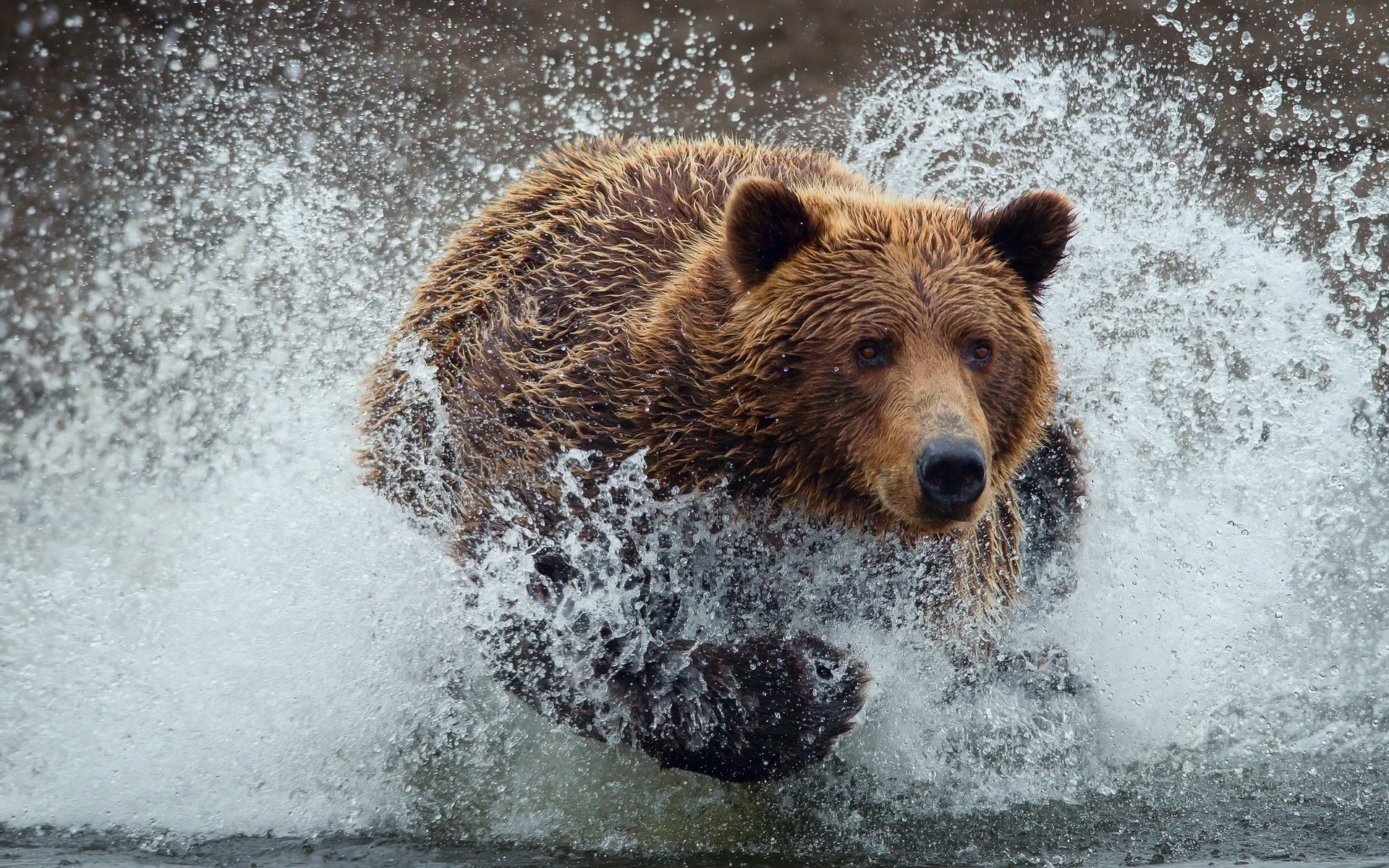 animals mammal nature outdoors water grizzly wildlife power danger wet water splash bear wild race