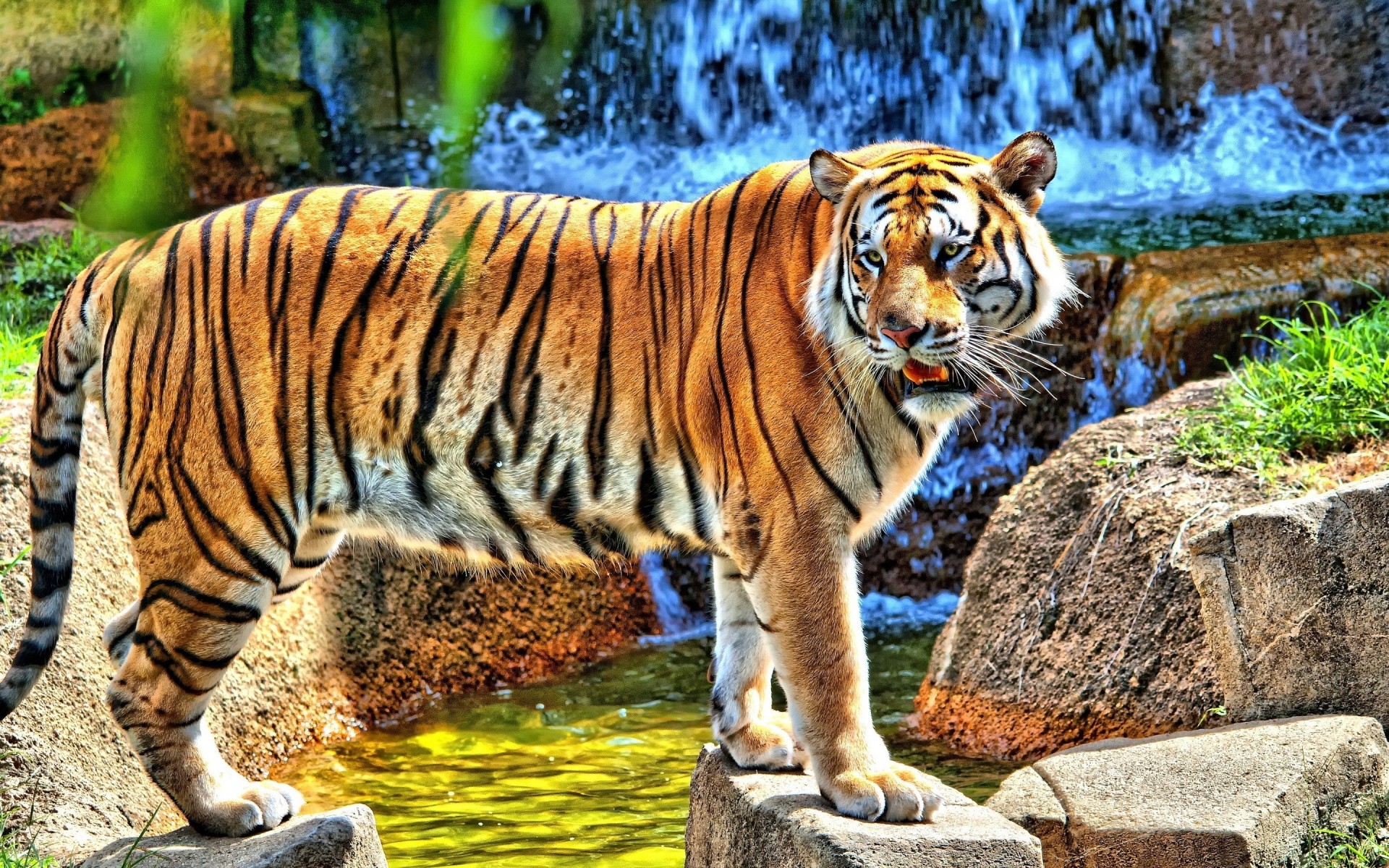 animaux tigre faune chat mammifère jungle animal zoo prédateur chasseur grand sauvage mangeur de viande nature danger safari tête chasse fourrure portrait agression