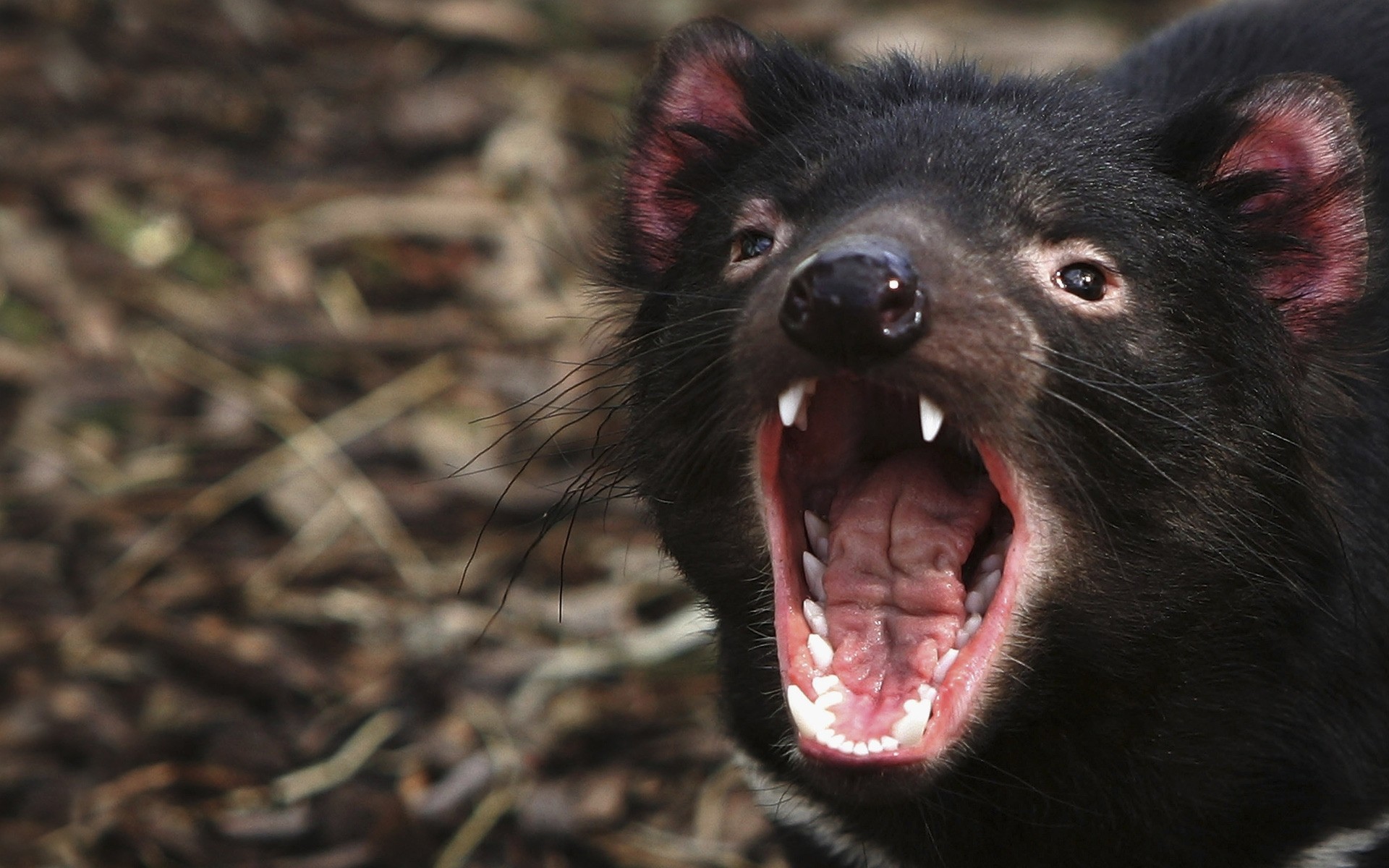 animals mammal wildlife portrait animal tasmanian devil