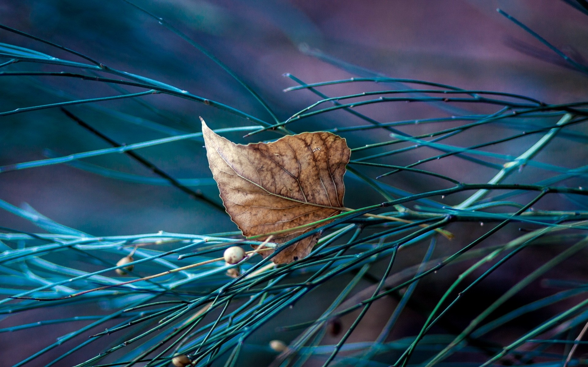 abstract nature desktop wood outdoors color leaf tree close-up leaf background leaf art art